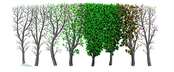 부시 와 시즌 겨울 봄 가을 여름 — 스톡 벡터