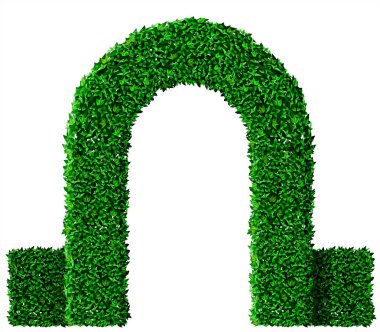 Yeşil sarmaşık üzüm kemeri