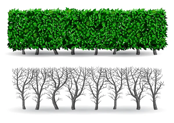 Bush in de vorm van een groene haag — Stockvector