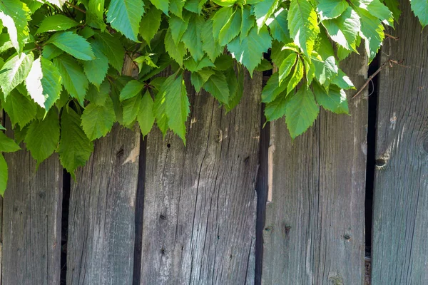 Eski gri ahşap çit Ivy ağaç arka plan ile. Boşaltmak — Stok fotoğraf