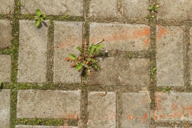Çim kaldırım döşeme arasında büyür. Doku. Arka plan