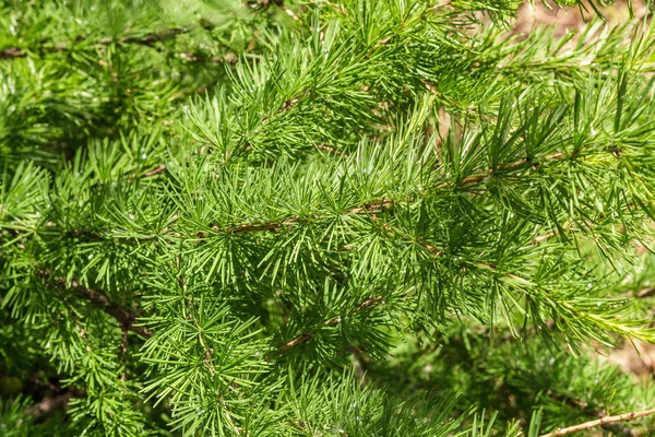 Doğal arka plan. Şube ve karaçam iğnelerden kapat