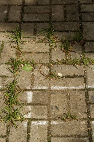 Çim kaldırım döşeme arasında büyür. Doku. Arka plan