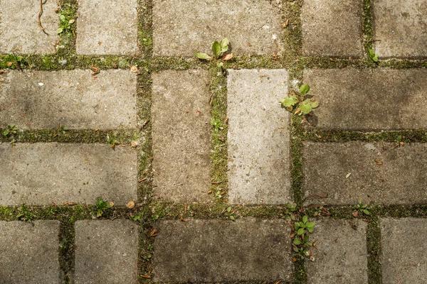 Çim kaldırım döşeme arasında büyür. Doku. Arka plan
