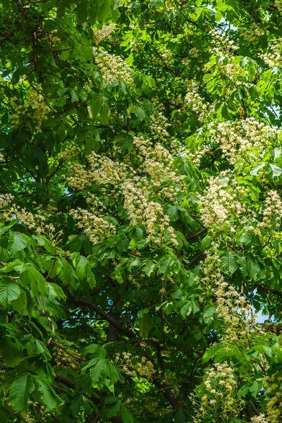 Flores de castanha em ramos de árvore - Aesculus hippocastanum — Fotografia de Stock