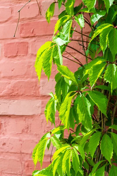 Parthenocissus, murgröna på bakgrunden av en gammal röd tegelvägg. Bakgrund och texturer — Stockfoto