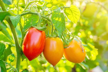 Bahçe, sebze bahçesinde bulunan bitkiler kırmızı domates domates. Olgun domates bir bahçe büyüyen bir asma üzerinde. Kırmızı domates bir şube büyüyor.