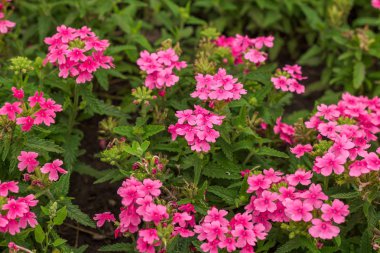 Doğal arka plan. Güzel pembe çiçek çiçeklenme.