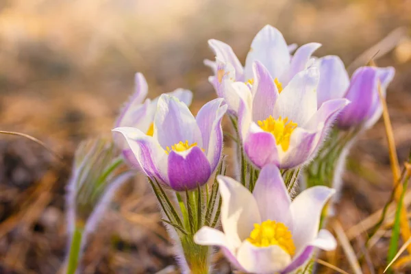 Pasqueflower, bahar bloom, Nisan güneşli bir parlak renkli makro.