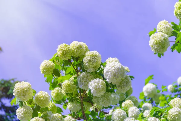 Kwitnące Piękne Białe Kwiaty Ogrodzie Kalina Krzewów Kwitnących Jasny Słoneczny — Zdjęcie stockowe