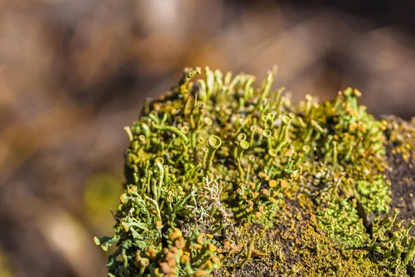Cyan Liken Diğer Lichens Yosunları Kapat — Stok fotoğraf