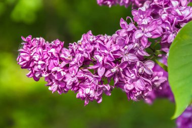 Lila çiçeklenme yakın çekim parlak güneşli bir bahar