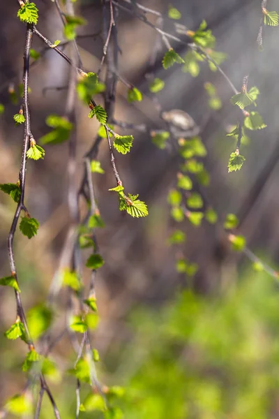 태양의 광선에 자연의 클로즈업에 봄에서 자작나무 가지에 젊은 첫 신선한 녹색 잎 — 스톡 사진