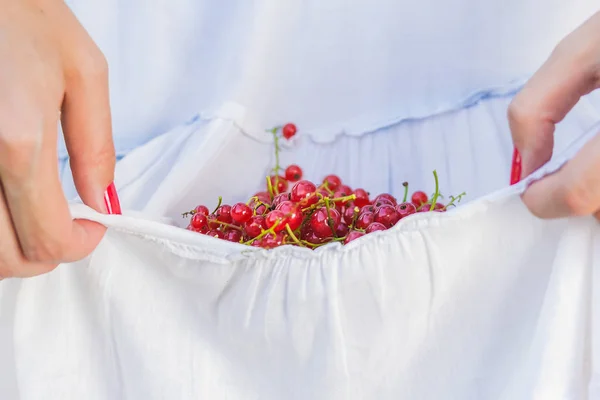 Bayas maduras de grosella roja en el dobladillo del vestido de una mujer — Foto de Stock