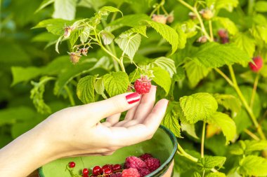 Kadın el yakın bir çalı bir ahududu berry koparma