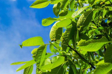 Bir güneşli bahar gününde genç olgunlaşmamış meyve ile ceviz ağacı
