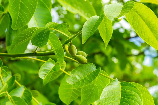 Bir güneşli bahar gününde genç olgunlaşmamış meyve ile ceviz ağacı