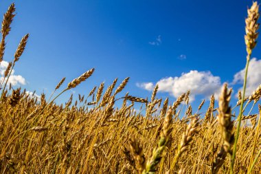 Buğday alan mavi bulutlu gökyüzü karşı parlak güneşli bir günde