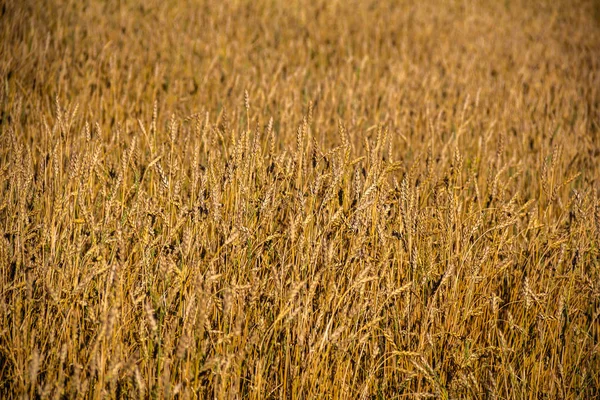 Fondo floral. Orejas maduras de cereales en el campo. Concepto de cosecha futura — Foto de Stock