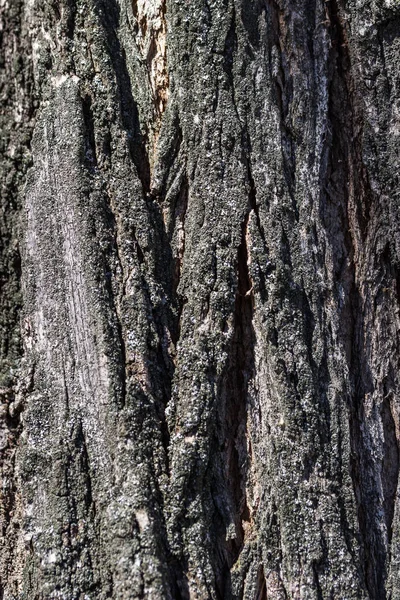 Textura kůry stromu. Přirozené pozadí. Kůra blízkého stromu — Stock fotografie