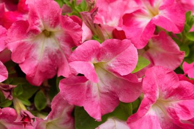 Doğal çiçek arka plan. Petunya çiçeği. Close