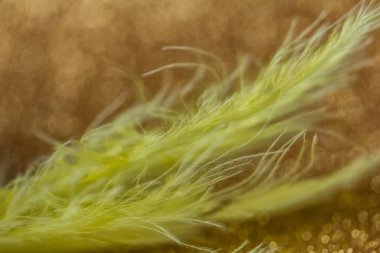 Sarı tüylü nazik büyülü altın arka plan. Makro fotoğraf