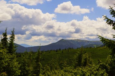 Karpat dağlarında yaz manzarası. Hoverla dağının zirvesinin görünümü