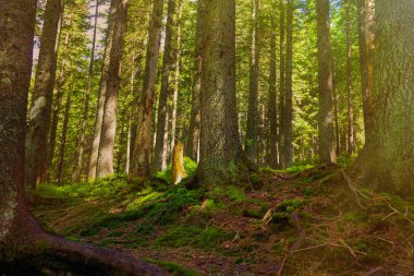 Orman dağ izi, ağaç kökleriyle ikizleştirilmiş bir ladin ormanından geçer. Bir turist rotasının belirlenmesi. Güzel yaz manzara