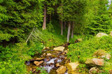 Karpat Dağları'ndaki Prut Nehri'nin kaynağı. Hoverla Dağı'na turist rotası. Güzel yaz manzara