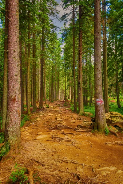 Orman dağ izi, ağaç kökleriyle ikizleştirilmiş bir ladin ormanından geçer. Bir turist rotasının belirlenmesi. Güzel yaz manzara — Stok fotoğraf