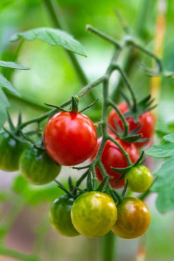 Taze olgun kırmızı ve henüz domates bahçede bir domates bitkinin asma asılı olgun değil