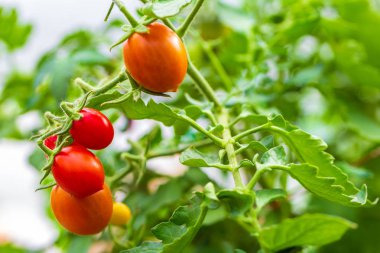 Bir seranın dalında yetişen olgun domatesler. Boşluğu kopyala
