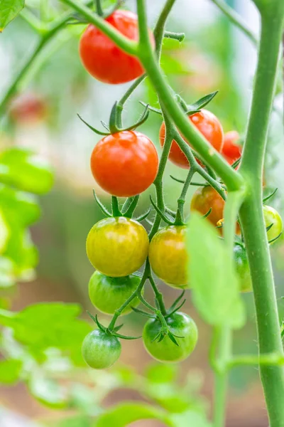 Pomodori freschi maturi rossi e non ancora maturi appesi alla vite di una pianta di pomodoro in giardino — Foto Stock