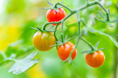 Taze olgun kırmızı ve henüz domates bahçede bir domates bitkinin asma asılı olgun değil