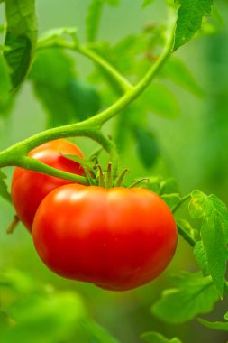Bir seranın dalında yetişen olgun domatesler. Boşluğu kopyala