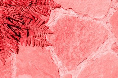 Yaşayan Coral renkli moda eğrelti otu arka plan. Trendy tropikal yaprak yakın çekim. Yaratıcı Gerçeküstü Stil. Doğal taş tonlu yapılmış kaldırım fayans arka plan üzerinde taze eğrelti otu çerçeve