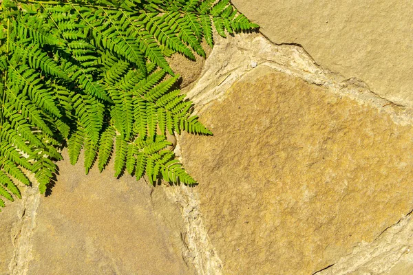 天然石で作られた舗装タイルの背景に新鮮なシダフレーム — ストック写真