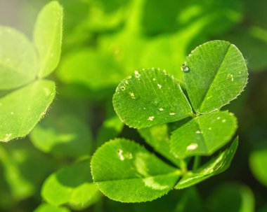 Yonca üzerindeki saydam yağmur damlaları güneşte yakın çekim bırakır. Doğal arka plan. İyi Şanslar Sembolü Kavramı