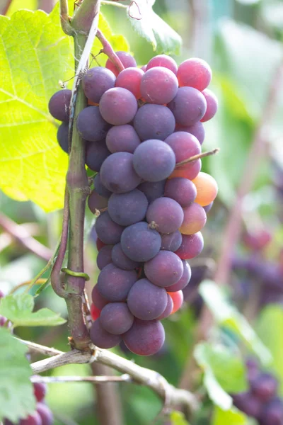 Um monte de uvas maduras na videira nos raios do sol do Outono. Conceito de colheita — Fotografia de Stock