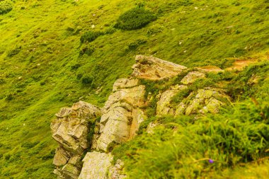 Karpatlar, Ukrayna'da Hoverla Dağı'na tırmanmak. Doğal arka plan. İnsan Korumalı Doğa Kavramı
