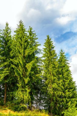 Parlak yaz manzarası. Smereka Karpatya Ormanı manzarası