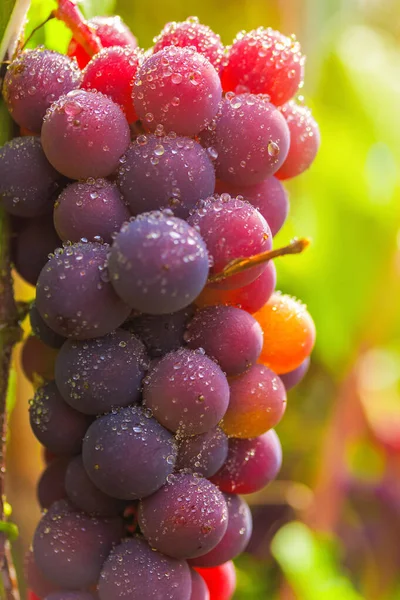 Un racimo de uvas maduras en gotas de lluvia de cerca. Spray de agua y luz solar. Macro fotografía, fondo natural —  Fotos de Stock