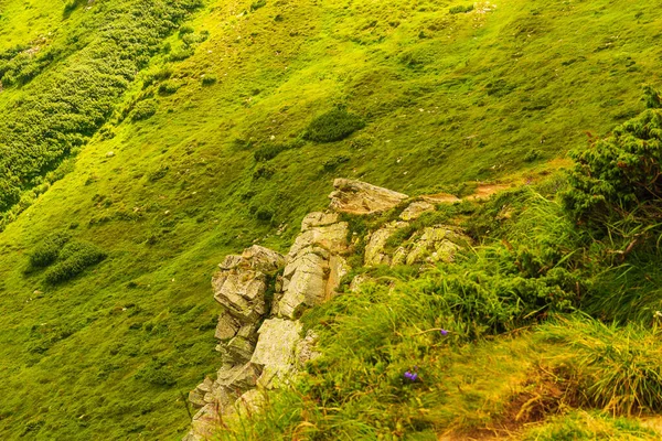 Lezecká Hoverla v Karpatech, Ukrajina Přirozené pozadí. Koncepce ochrany lidského přírody — Stock fotografie