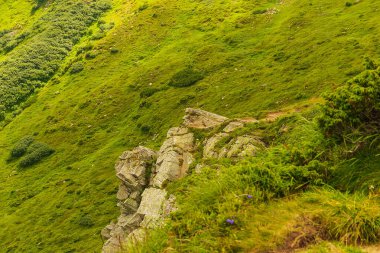 Karpatlar, Ukrayna'da Hoverla Dağı'na tırmanmak. Doğal arka plan. İnsan Korumalı Doğa Kavramı