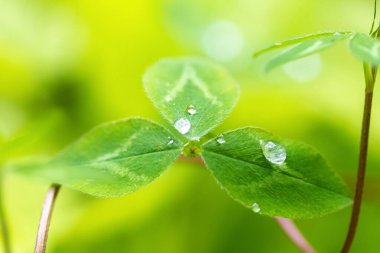 Yonca üzerindeki saydam yağmur damlaları güneşte yakın çekim bırakır. Doğal arka plan. İyi Şanslar Sembolü Kavramı