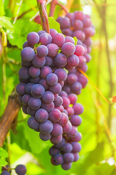 Egy rakás érett szőlő a szőlő a sugarai az őszi nap. Szüreti koncepció — Stock Fotó
