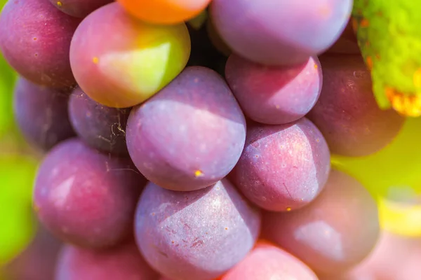 Un grappolo di uva matura sulla vite nei raggi del sole autunnale primo piano. Concetto di raccolta — Foto Stock