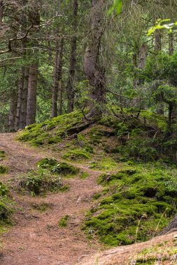 Orman dağ izi, ağaç kökleriyle ikizleştirilmiş bir ladin ormanından geçer. Bir turist rotasının belirlenmesi. Güzel yaz manzara