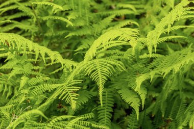Ormanda yeşil taze eğrelti otu dalları. Doğal arkaplan