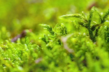 Ormanda taze, yeşil yosun var. Doğal arkaplan